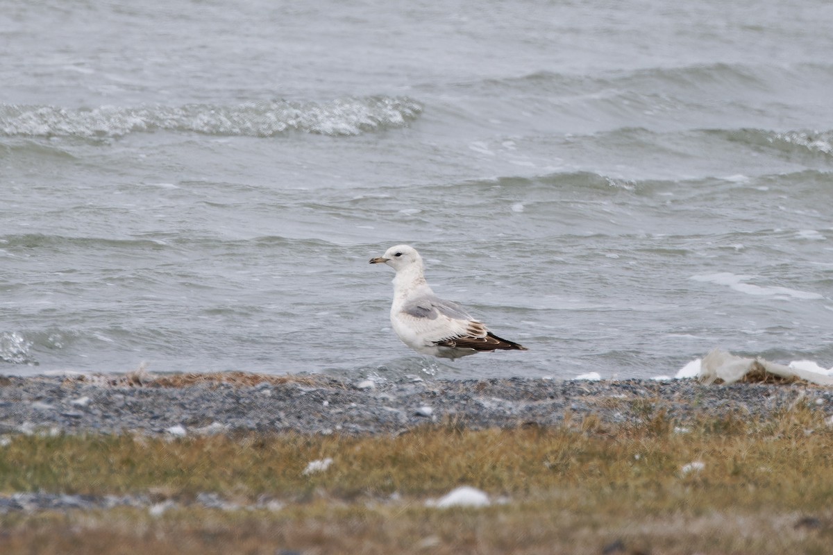 Common Gull - ML624300777