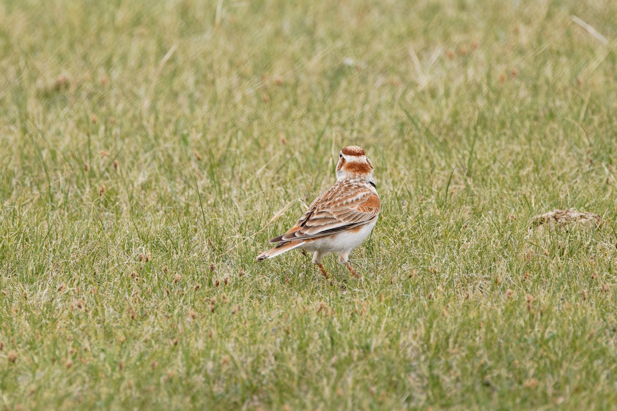 Mongolian Lark - ML624300797