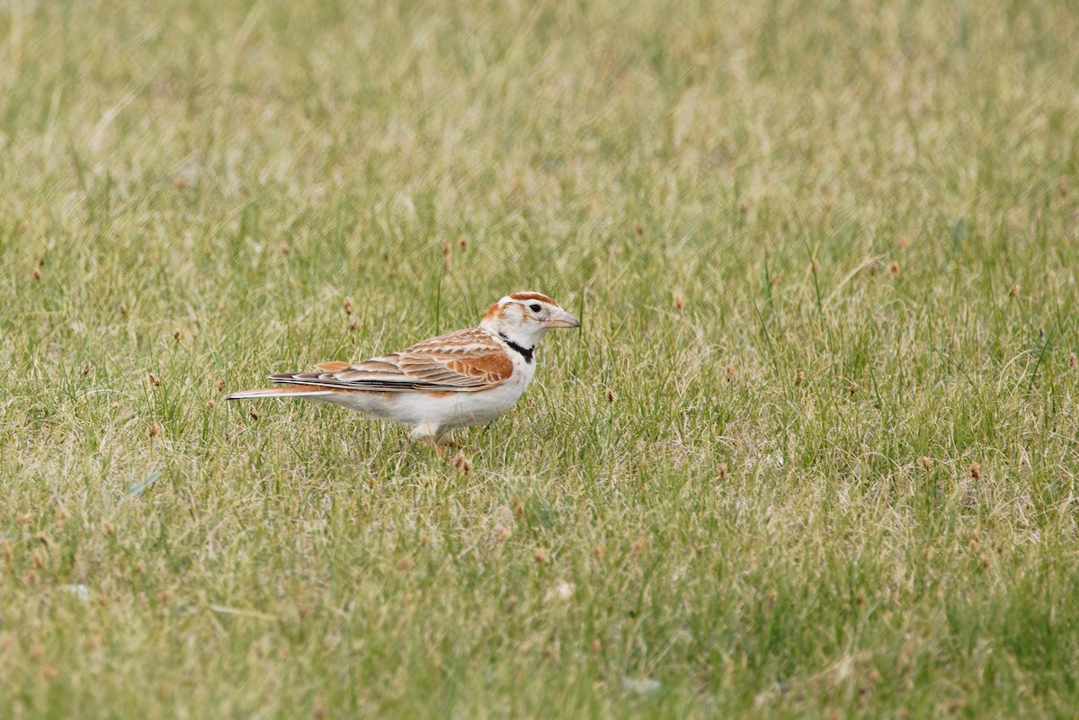 Mongolian Lark - ML624300798