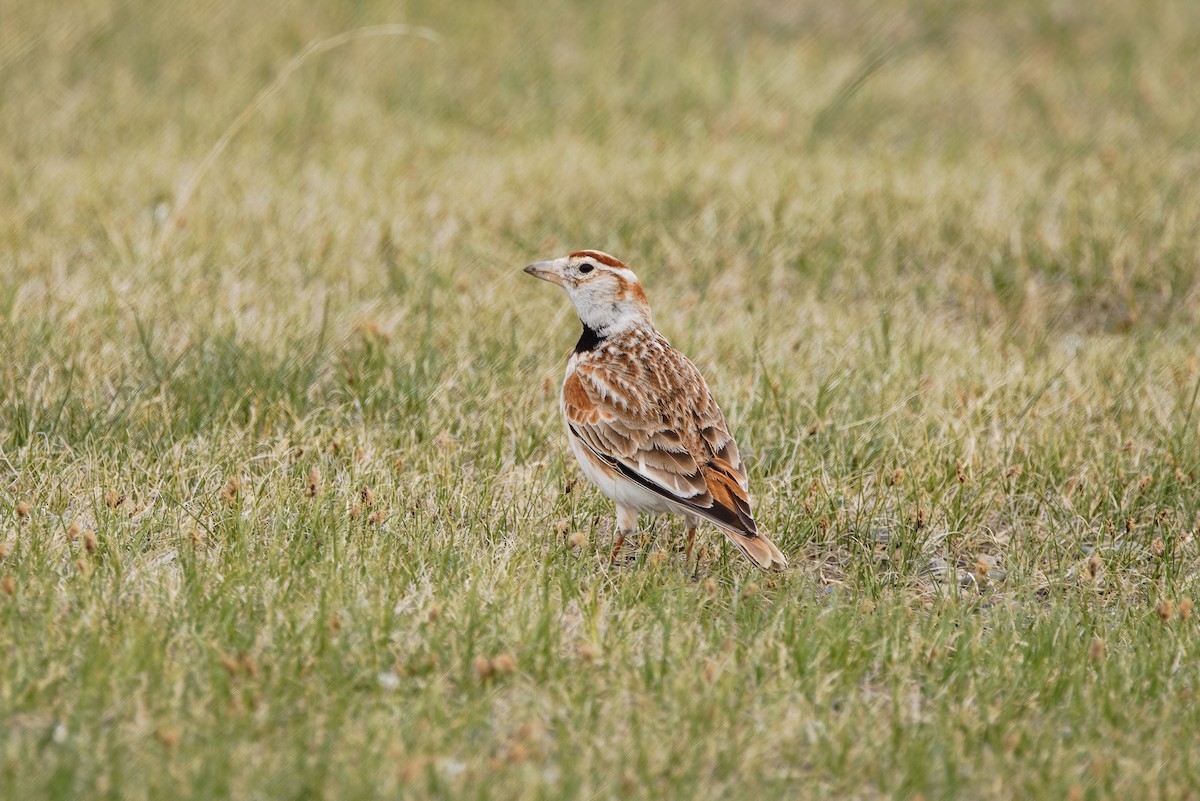 Mongolian Lark - ML624300799