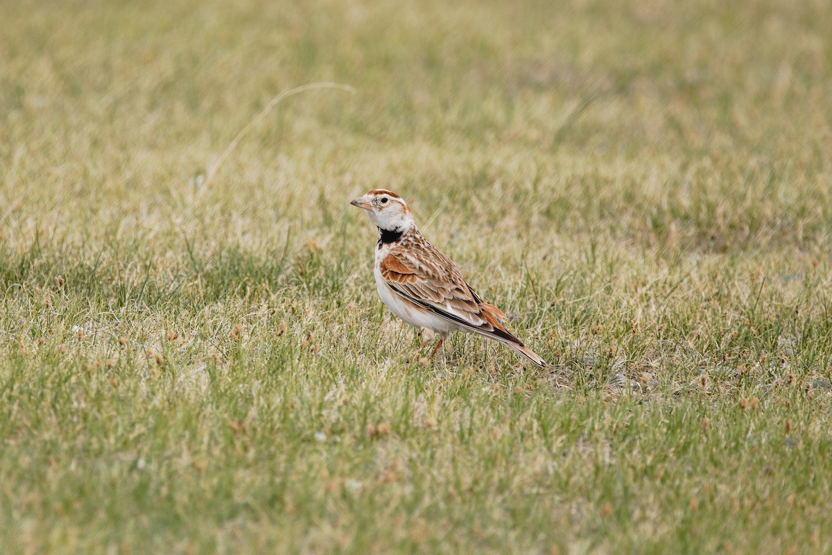 Mongolian Lark - ML624300800