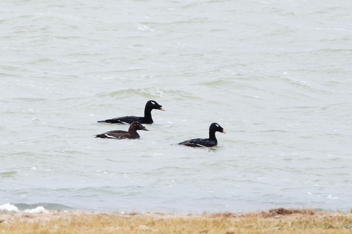 Stejneger's Scoter - ML624300815