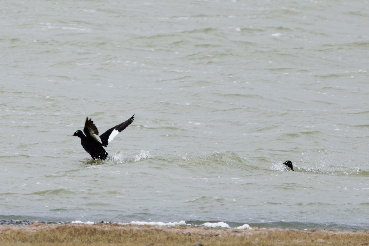 Stejneger's Scoter - ML624300816