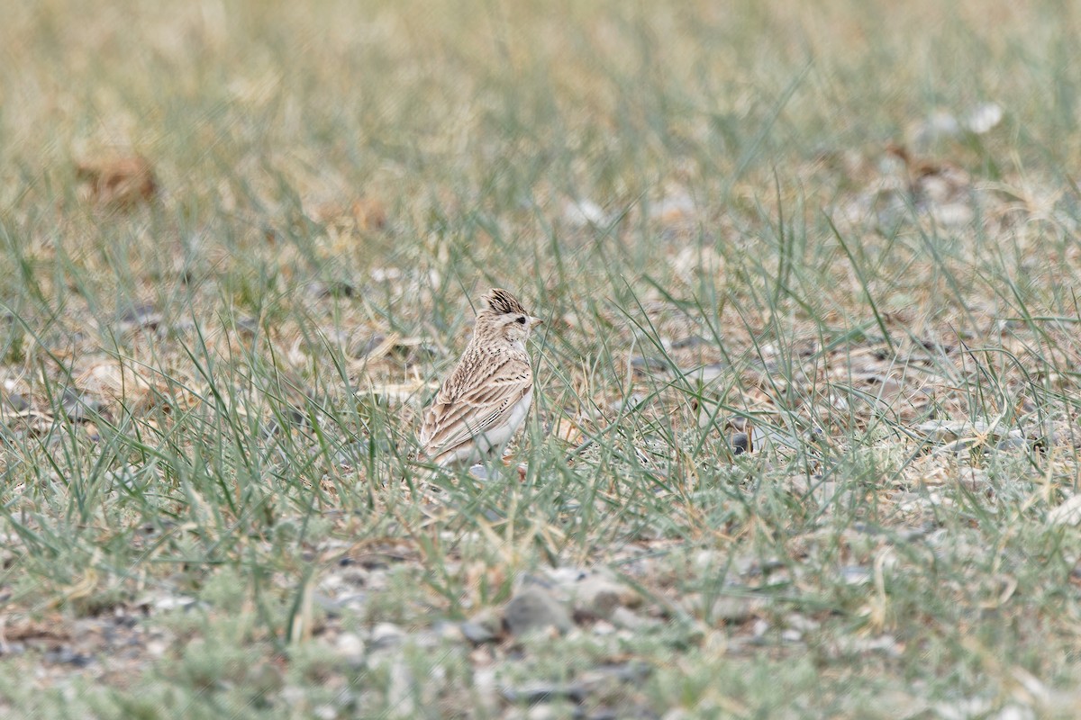 Asian Short-toed Lark - ML624300822