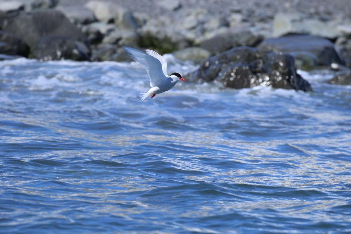 Antarctic Tern - ML624300823