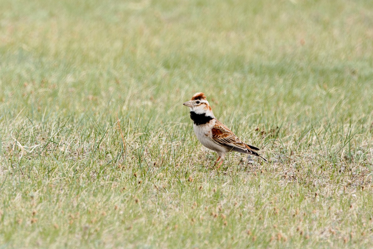 Mongolian Lark - ML624300842