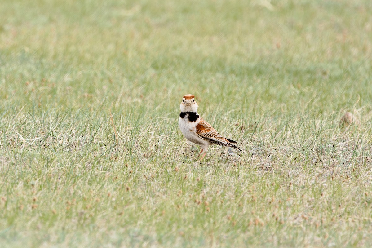 Mongolian Lark - ML624300843