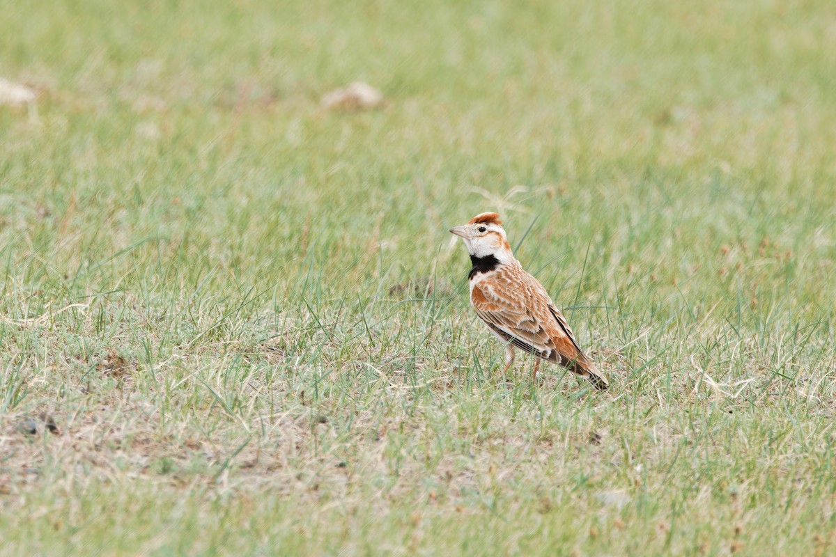 Mongolian Lark - ML624300844