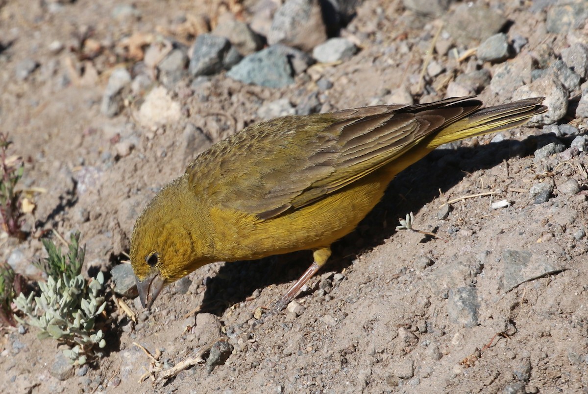 Greenish Yellow-Finch - ML624300845