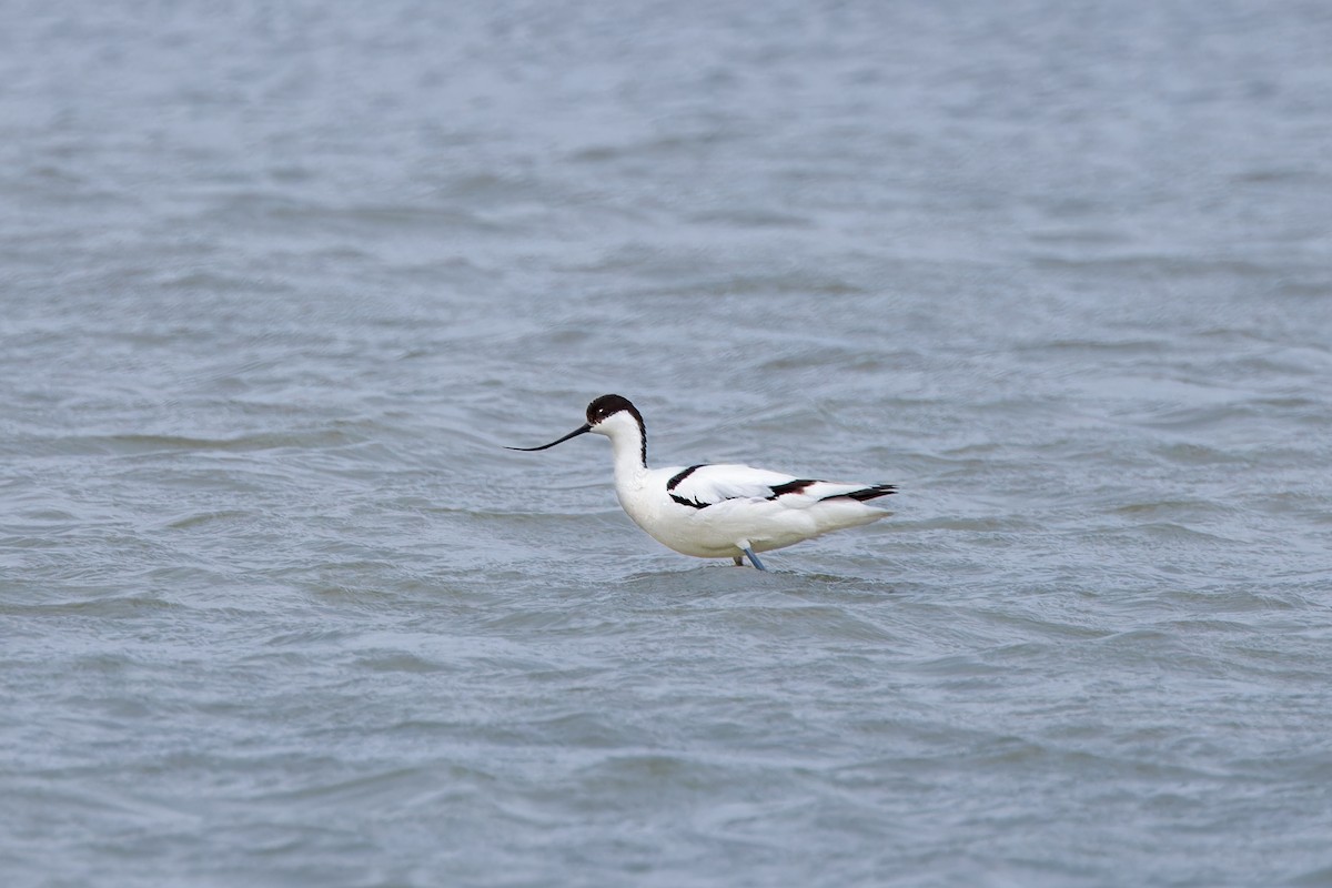 Pied Avocet - ML624300846