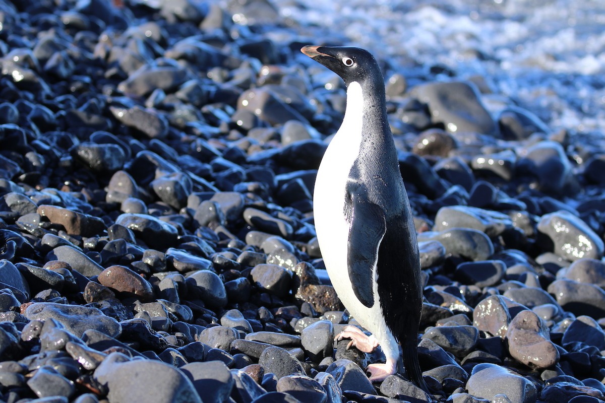 Adelie Penguin - ML624300908