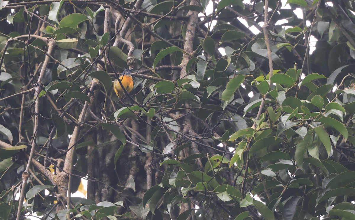 Orange-bellied Flowerpecker - ML624300984