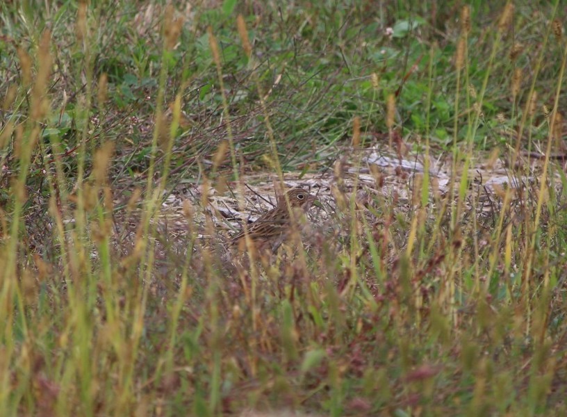 オジロヒメドリ - ML624301021