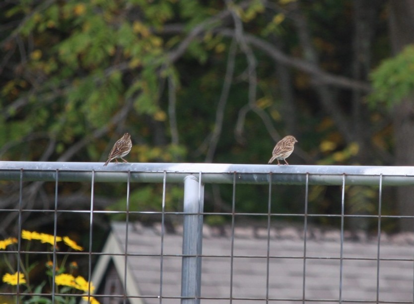 オジロヒメドリ - ML624301022