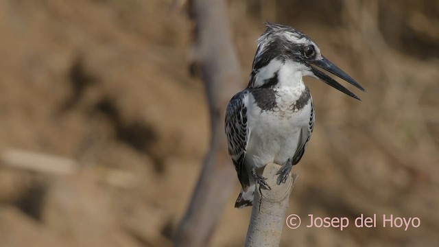 Pied Kingfisher - ML624301028