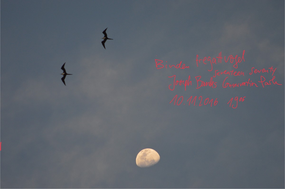 Great Frigatebird - Anonymous