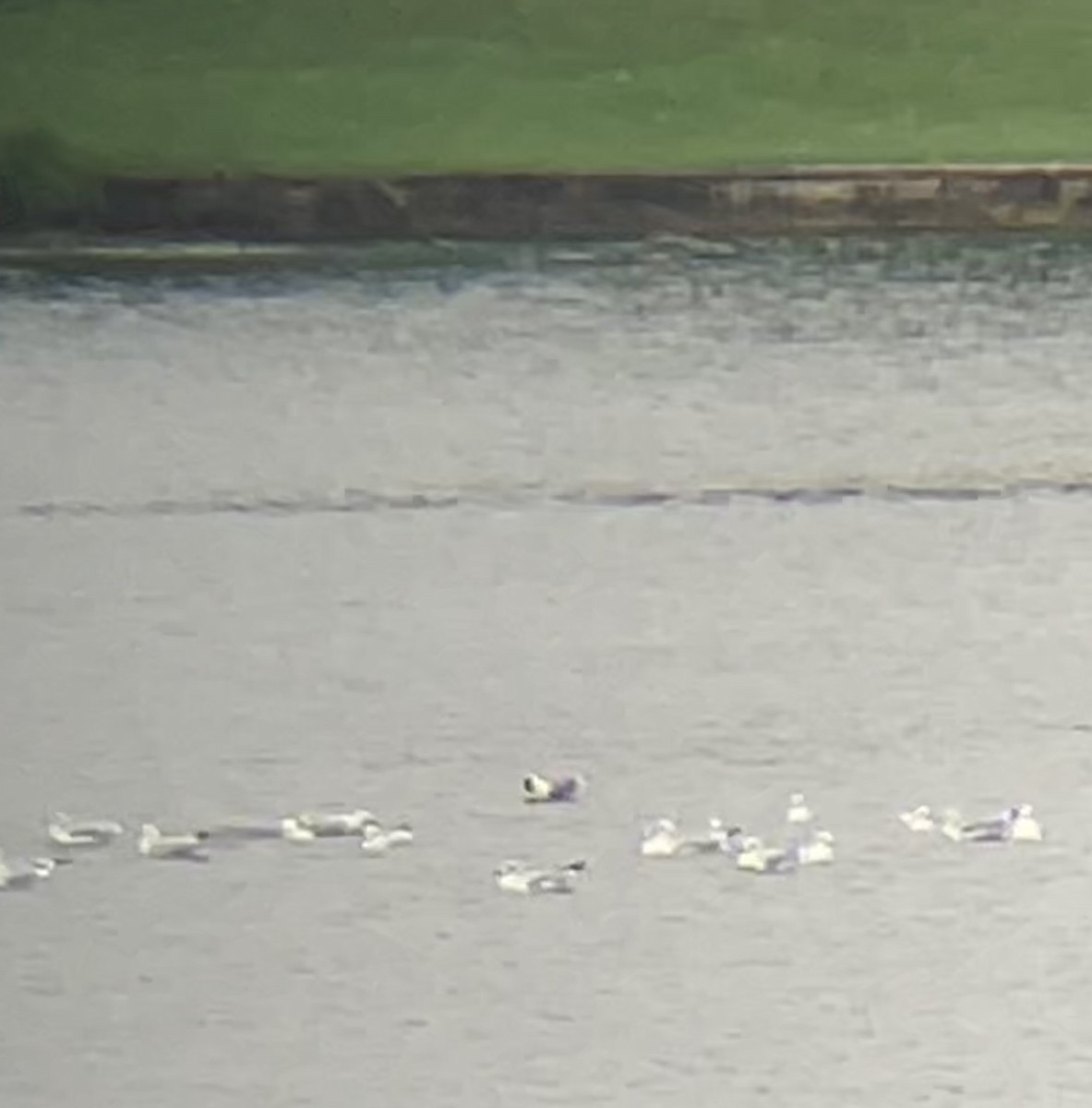 Franklin's Gull - ML624301243