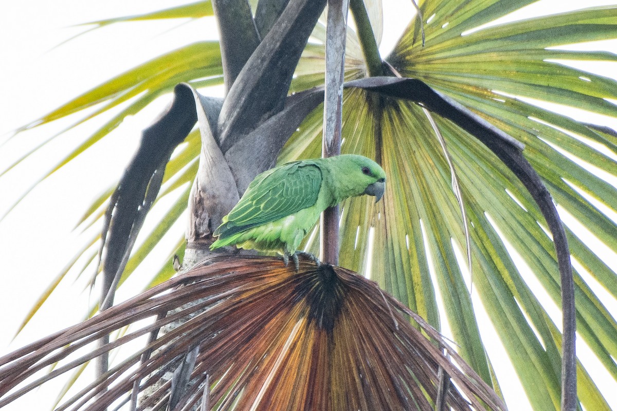 Short-tailed Parrot - ML624301290
