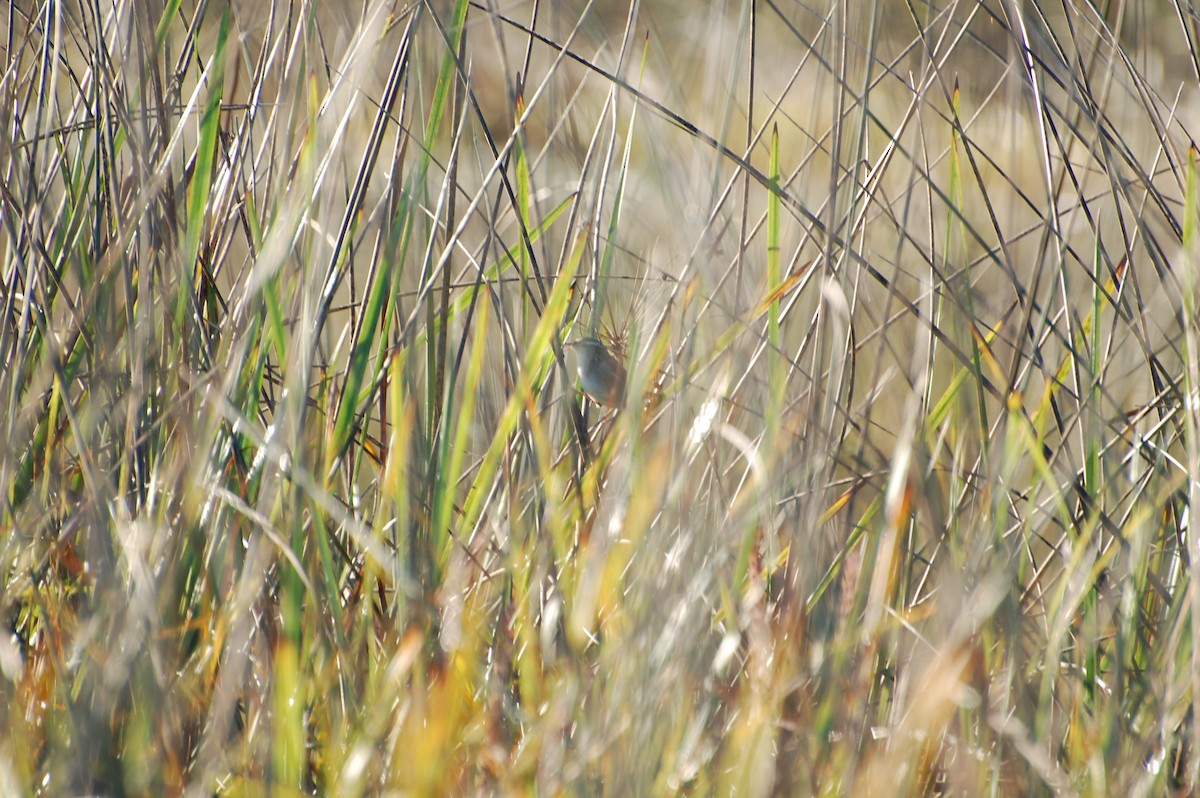 Marsh Wren - ML624301404