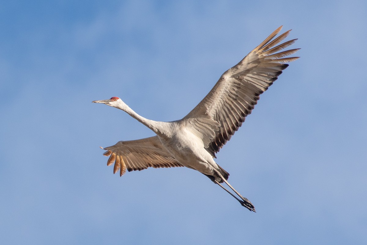 Орог тогоруу - ML624301408