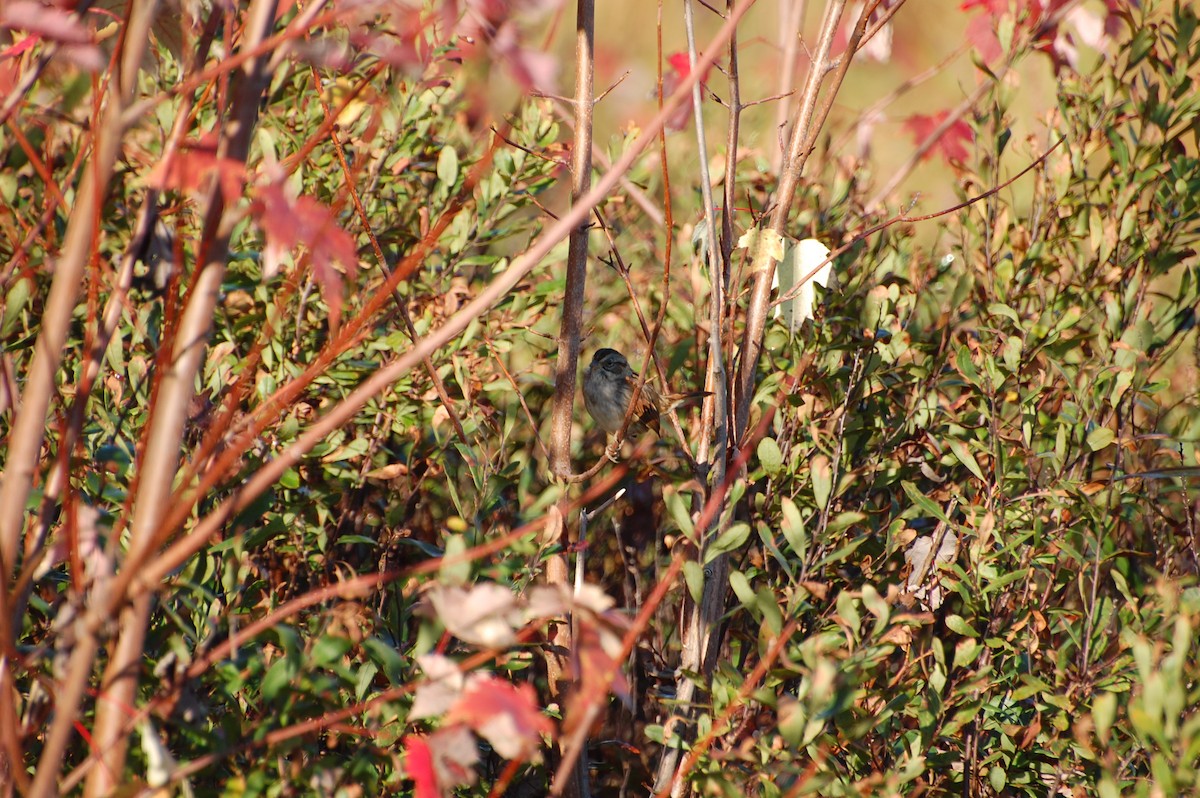 Swamp Sparrow - ML624301409