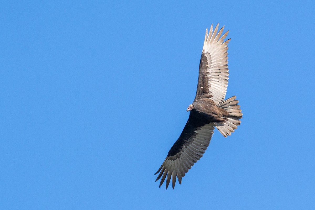 Turkey Vulture - ML624301416