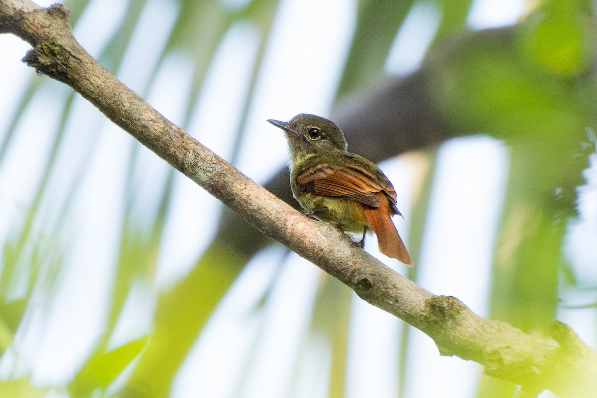 Rufous-tailed Flatbill - ML624301456