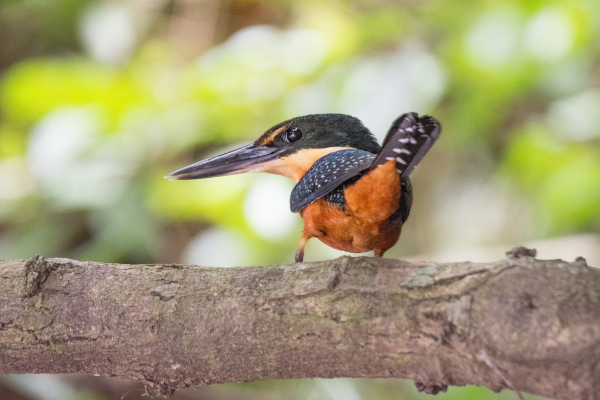 Green-and-rufous Kingfisher - ML624301573