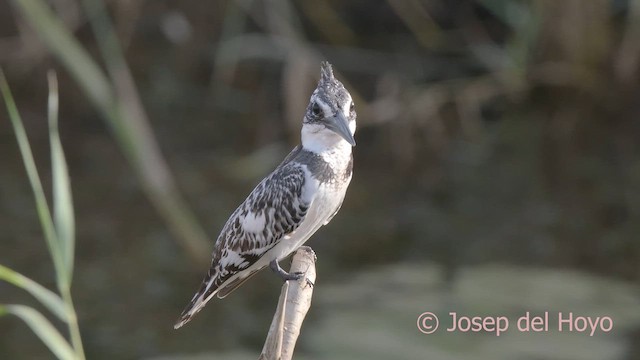 Pied Kingfisher - ML624301587