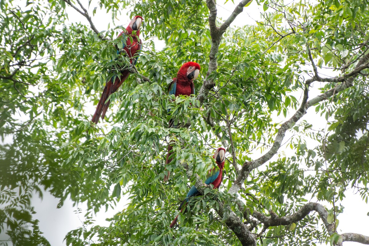 Red-and-green Macaw - ML624301589