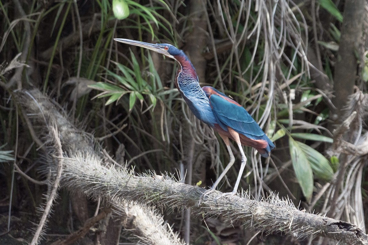 Agami Heron - ML624301670