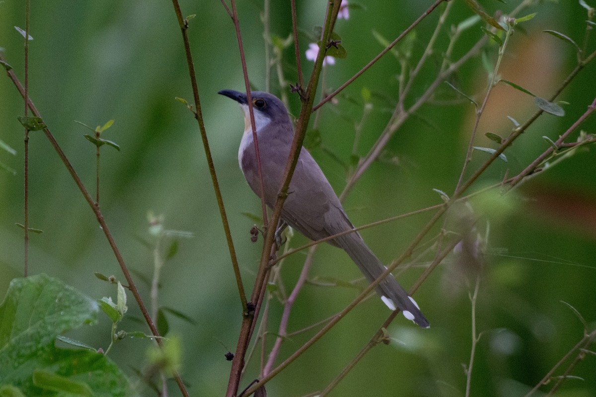 Dark-billed Cuckoo - ML624301761