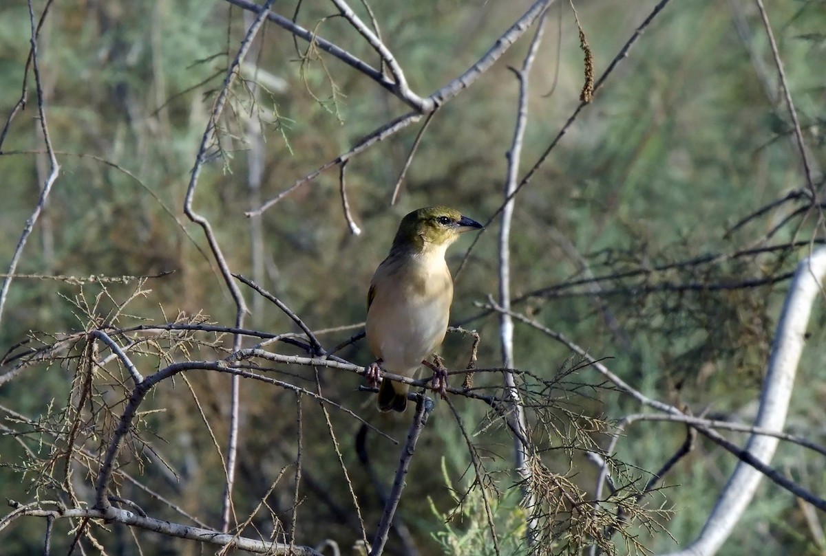 Black-headed Weaver - ML624301770