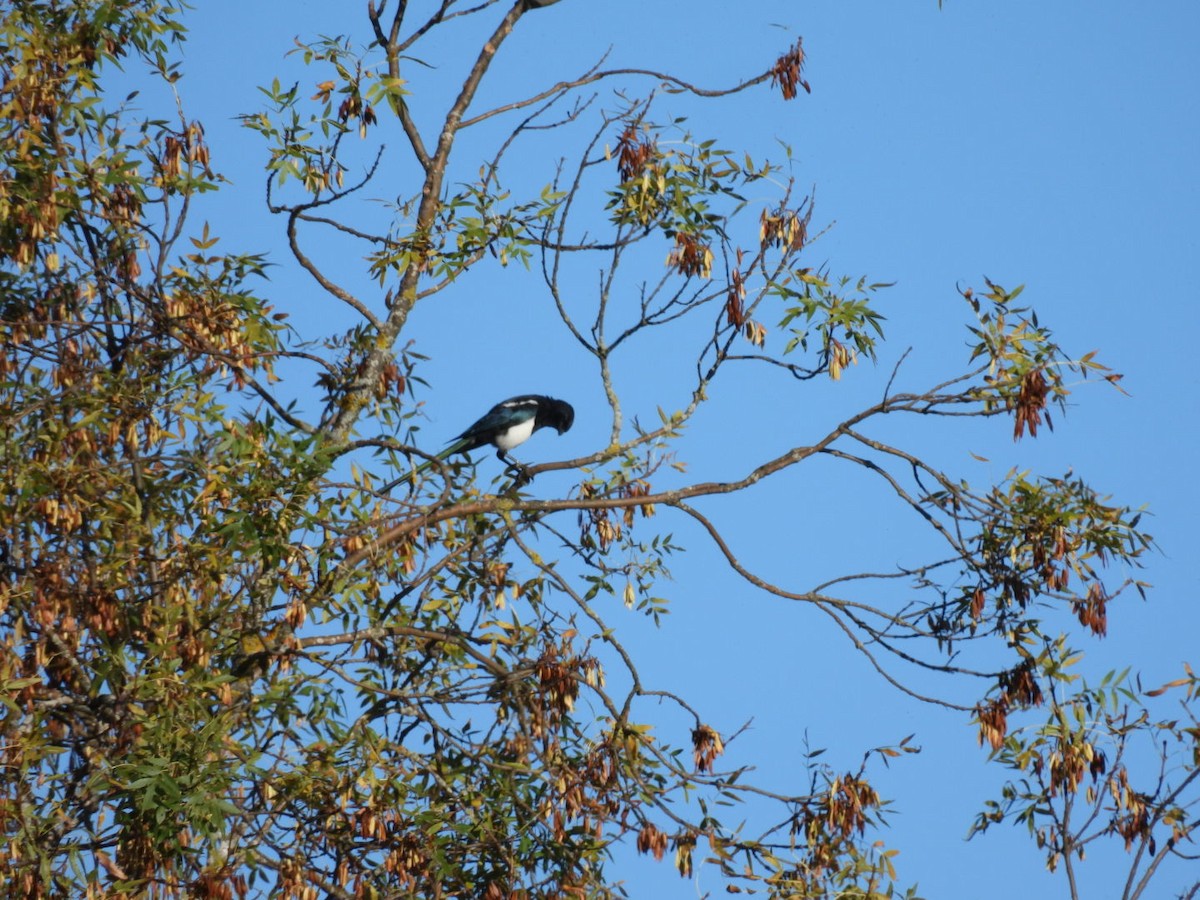 Eurasian Magpie - ML624301805