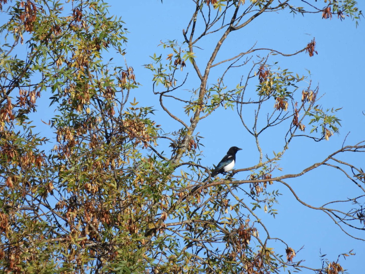 Eurasian Magpie - ML624301806