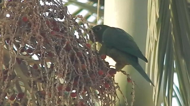 White-eyed Parakeet - ML624301829