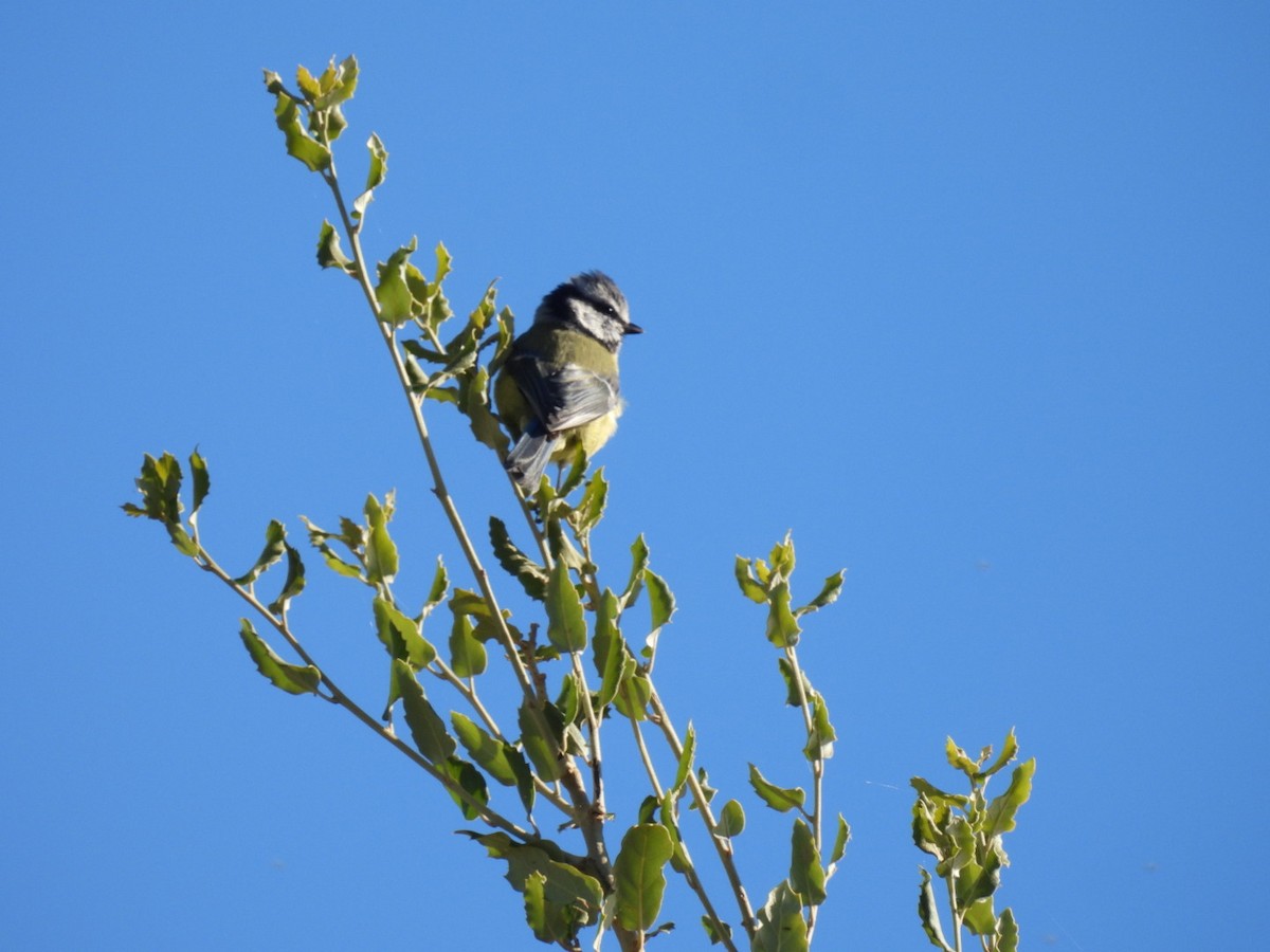 Eurasian Blue Tit - ML624301833