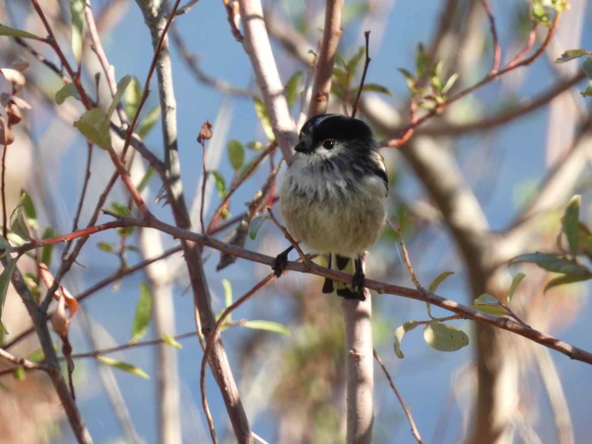 Long-tailed Tit - ML624301844