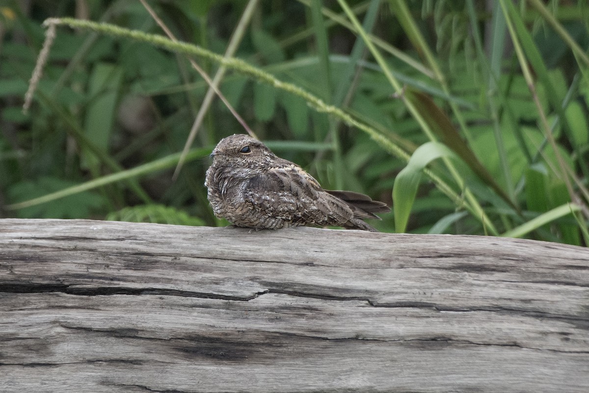 Ladder-tailed Nightjar - ML624301894