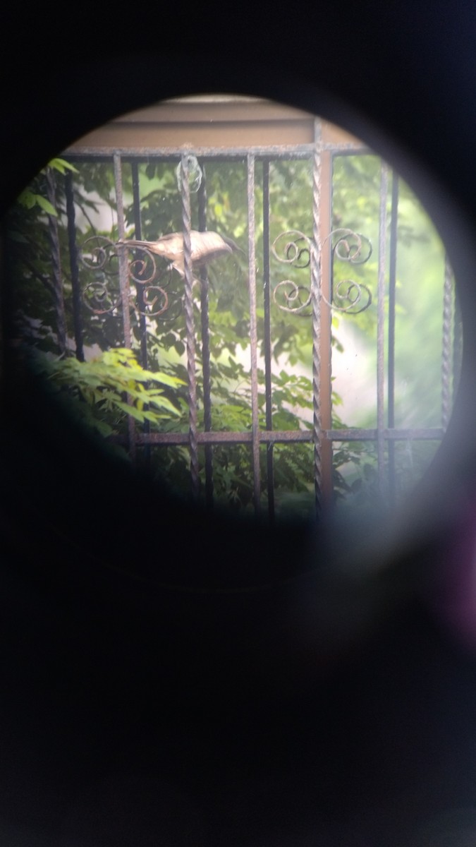 Curve-billed Thrasher - ML624301915