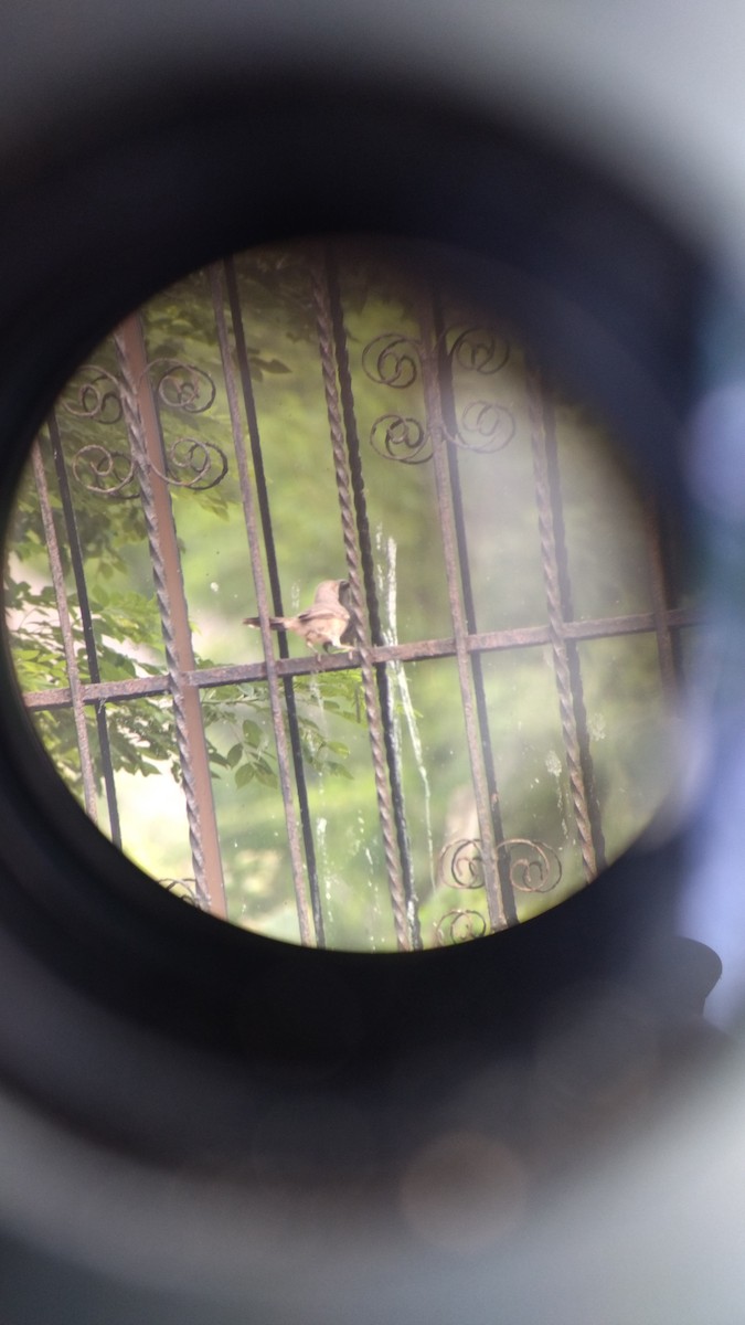 Curve-billed Thrasher - ML624301917