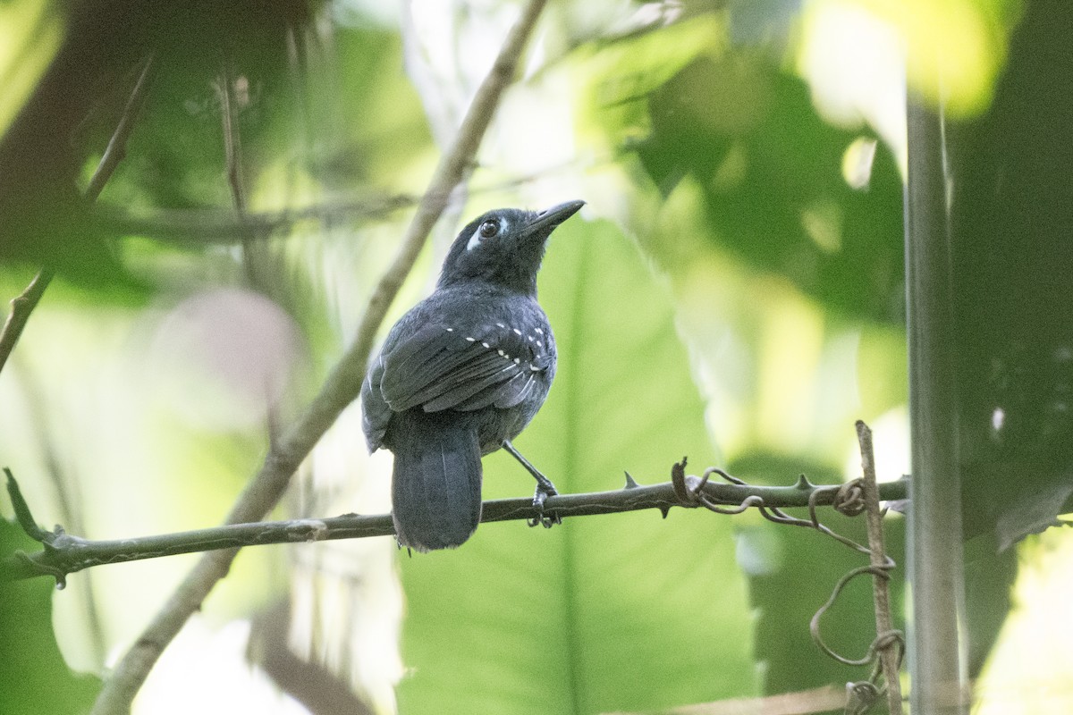 Plumbeous Antbird - ML624301985