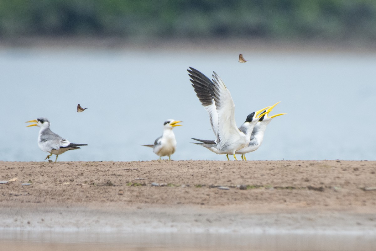 Large-billed Tern - ML624302014