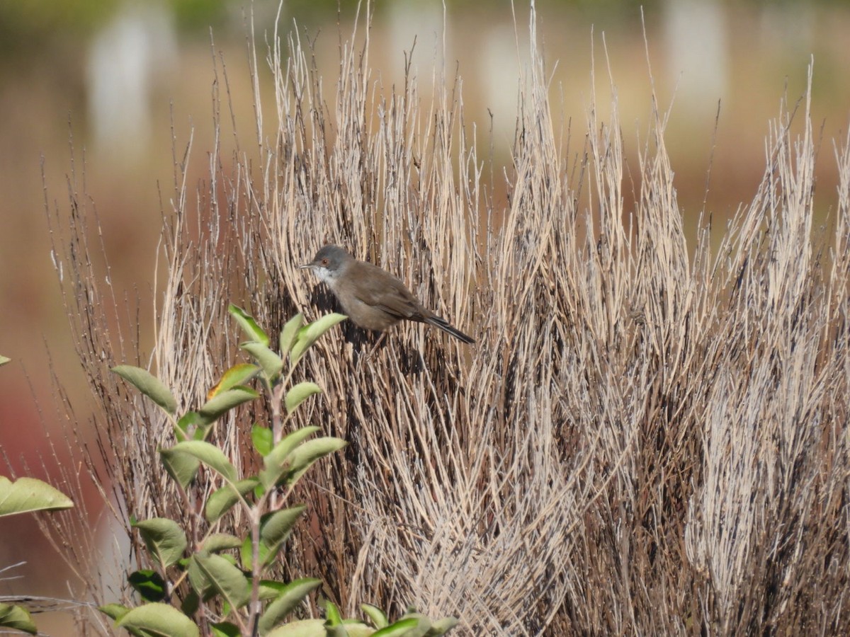 Sardinian Warbler - ML624302041