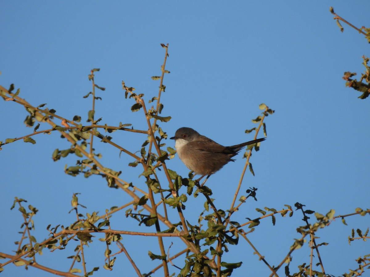 Sardinian Warbler - ML624302042