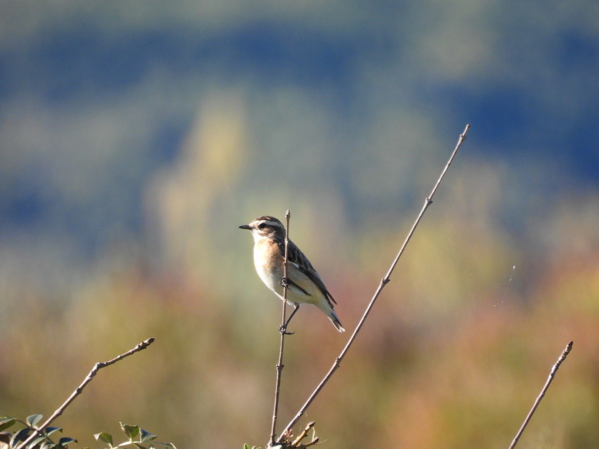 Whinchat - ML624302051