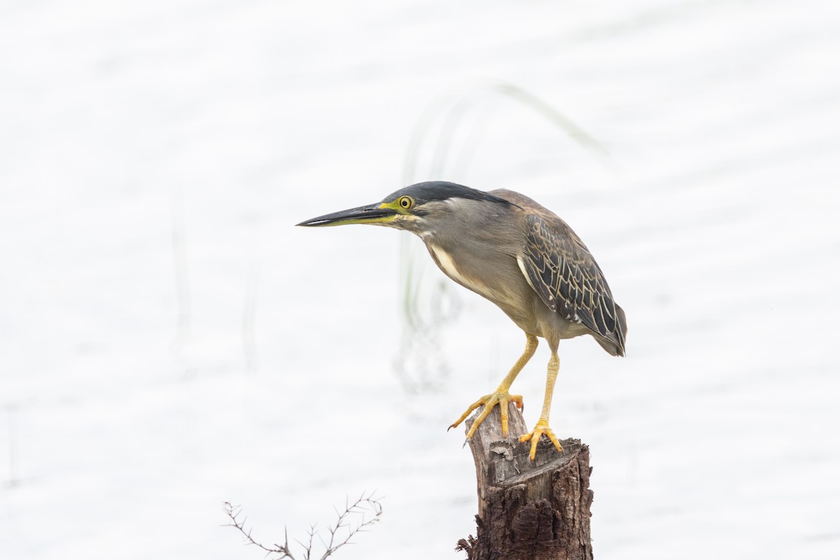 Little Heron - Kalpesh Krishna