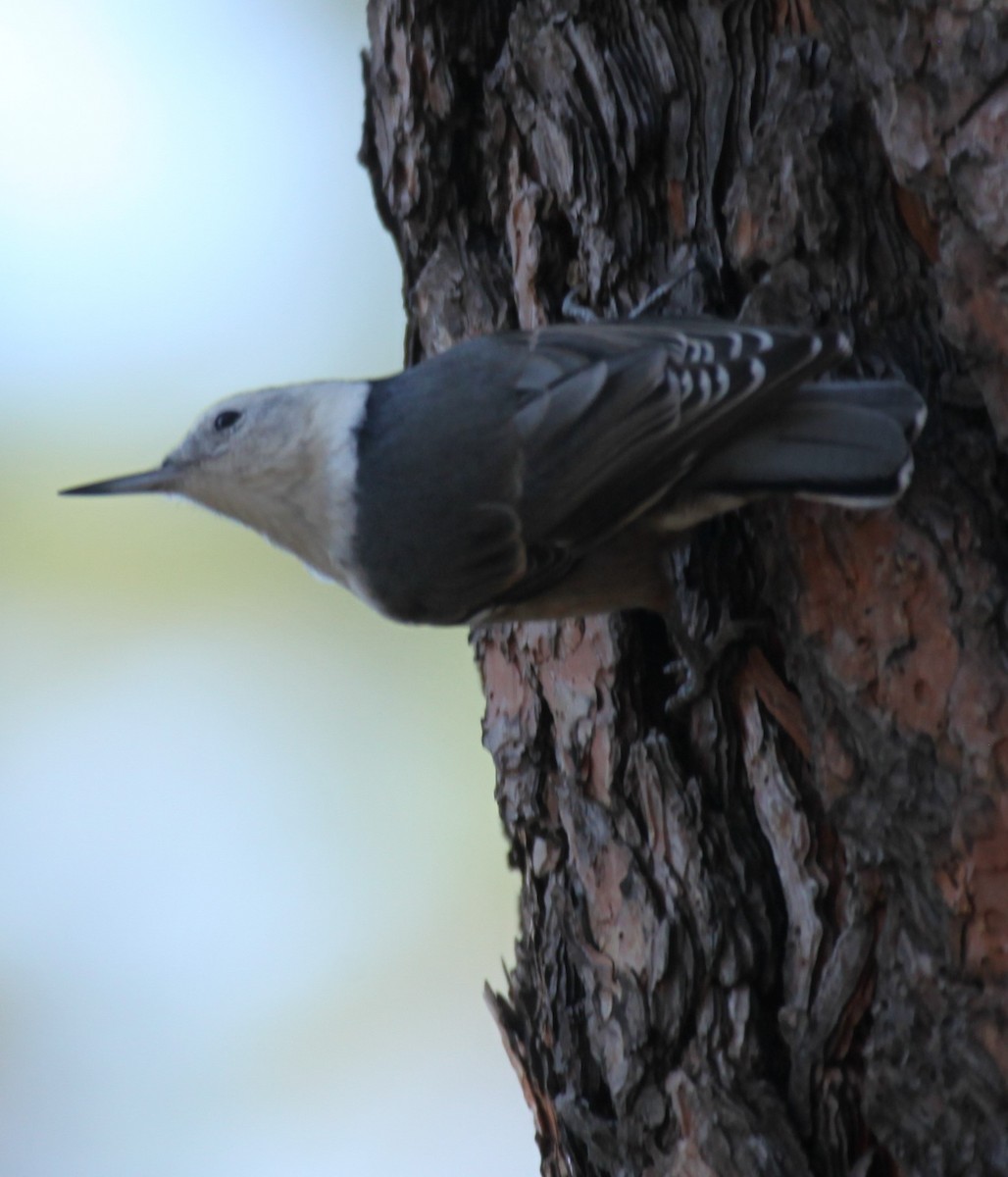 White-breasted Nuthatch - ML624302261