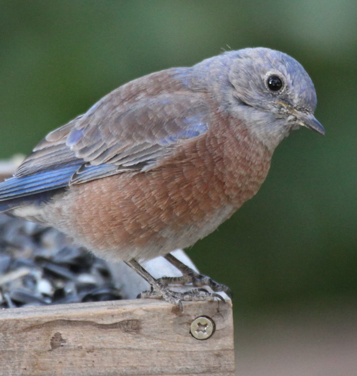 Western Bluebird - ML624302267