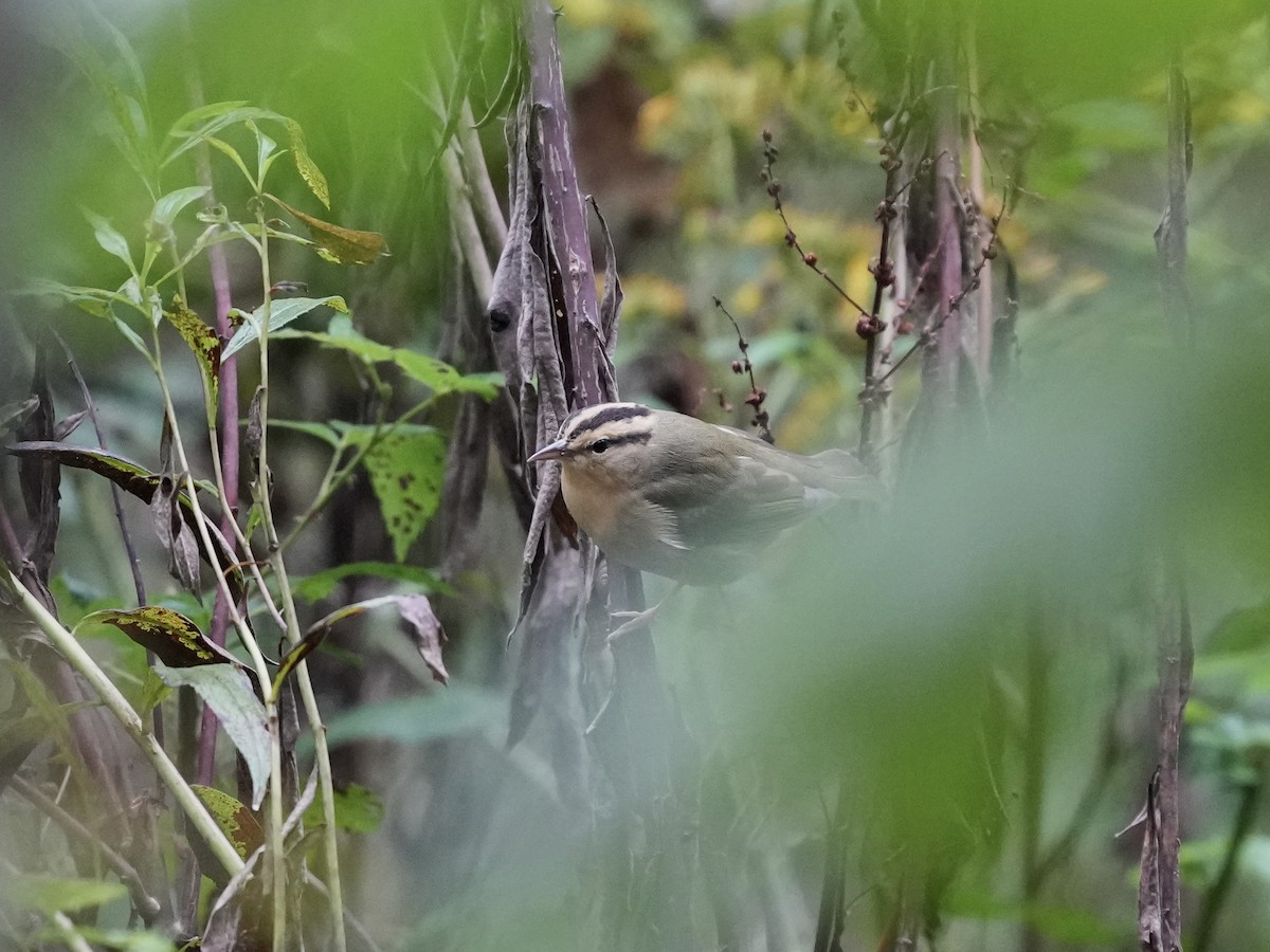 Worm-eating Warbler - ML624302285
